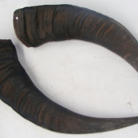 Pair of Buffalo horns 42cm long - Sold for $30 - 2014