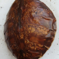 Large turtle shell ( af) - Sold for $49 - 2014