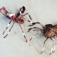 2 x unusual hand made sculptures - space spiderscorpions - Sold for $30 - 2014