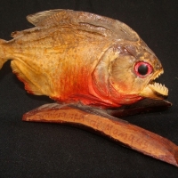 Souvenir taxidermy piranha from Manaus, Brazil - Sold for $33 - 2014