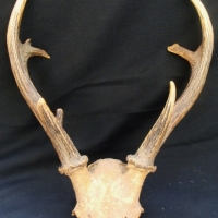 Pair of Vintage unmounted three point deer antlers - Sold for $67 - 2015