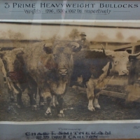 Circa 1920/30's framed photograph of 3 Prime Heavyweight Bullocks purchased by Chas Smitheran of Carlton Approx 57cm H x 73cm L Some damage sighted - Sold for $122 - 2015