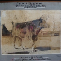 Framed photograph - 1926 Royal Agricultural Show Second Prize - Fat Oxen, 1424 lbs Approx 57cm H x 72cm L Some damage sighted - Sold for $110 - 2015