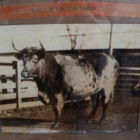 Framed photograph of a bull 1932 Wagga Wagga Show, Possible prize winner - Approx 61 cm H x 77cm L Some damage sighted - Sold for $134 - 2015